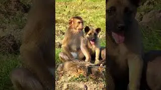 So smart Dollar always laugh with so cute dogs , best friends in the world , so funny !