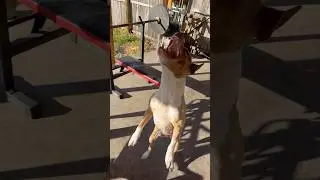 Не утро 🐕 😂 #собака #домашниеживотные #шорты #новое #редактирование