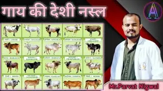 गाय की देशी नस्ल/ Indian cattle breed / Parvat Nigwal/veterinary/AVFO