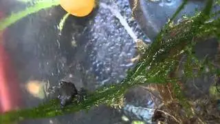 Toadlets - Release Day!