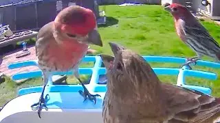 Missouri Birds - Male finch gently feeds female 🐤💕