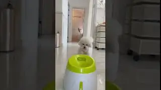 🔔▶️ Link In Bio ❤️Mini Dog Tennis Ball Launcher | Demo and Review!