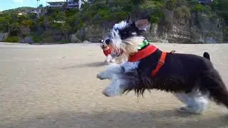 Suzi Dailey Presents - Laguna Beach, CA
