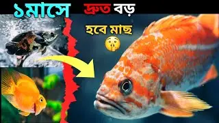 Aquarium Fish দ্রুত বড় করার ৪টি Secret Trick 😱 | Fish Growth Tips |#viralvideo  #AquariumFish #fish 