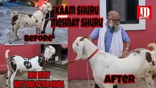 Mehnat Shuru | Kaam Chaalu | JD Goat Farm