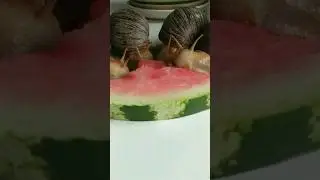 African snails eating sweet Watermelon🍉🐌 #food #snail #yummy