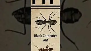 black carpenter ant vedio #carpenterant @tseries