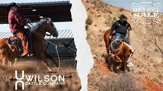 LOT #16 Bingo - Wilson Cattle Co x WHC Sale