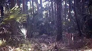 Does at Tosohatchee WMA