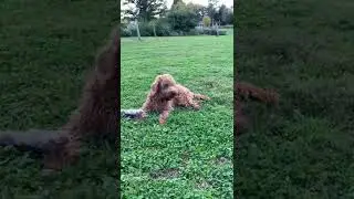 Jilly Labradoodle runs to dad after hearing big dog bark. #short