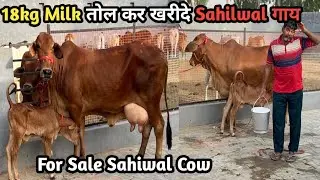 👍18 किलो दूध तोल कर ले साहिवाल नस्ल की गाय बीकाऊ👍For Sale Sahilwal👍Breed Cow 18Kg Milk ready👍FMD