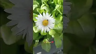 #english #daisy #flowers #dot #unalome #sliceoflife #music #gardening #flowers #mentat