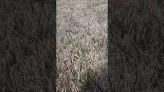Bermuda Lawn Before Scalping - North Georgia