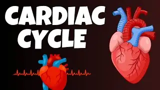 Cardiac Cycle Explained | Heart Physiology Animation | Cardiology, NEET, USMLE, Nursing Study Guide