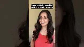 Can dogs eat Cherries? 😠 | Watch before feeding your 🐶