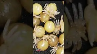 Tarantula babies - Incubation #shorts