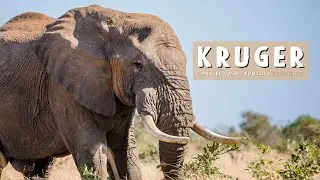 Kruger Experience 2025