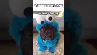#ilovemydog #pet #dog #pets_of_instagram #dogsofinstagram #petstagram #dogsofig #instadog