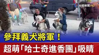 參拜義犬將軍！ 超萌「哈士奇進香團」吸睛