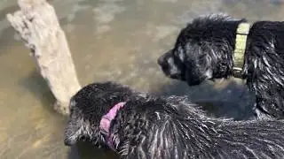 Blue Cypress Kennels - Puppy Water Introduction