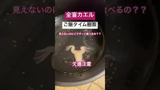 全盲カエルどうやって餌食べる？#アフリカツメガエル  #カエル  #カエル飼育  #africanclawedfrog　#アルビノ