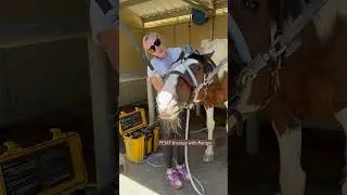 Equine PEMF Session for the Pole #horse #animals #love