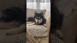 Best revenge of all 😂 #funny #dog