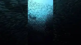 Diving into Nature&rsquo;s Mesmerizing Ballet: School of Fish 🌊🐠