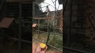 When you try to feed monkey some cake #shorts