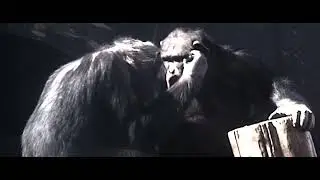 Stilling chimp