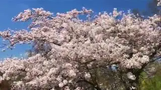 bern springtime 2018