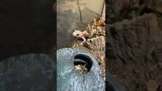 Barking gecko Barks