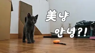 Vlog 01ㅣ아기 고양이와 초보 집사의 입양 후 일기ㅣ첫날부터 매력 폭발 아깽이ㅣ일상 브이로그