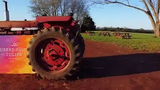 Hubert Family Farm, New Market, AL You Pick Tulips 2022 + Spring Market 2022 | Huntsville Magazine