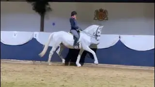 Belgian warmblood gelding 2014
