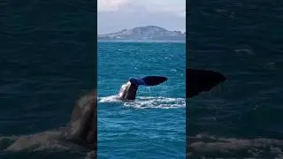 Whale watching 🐳 Observation des baleines