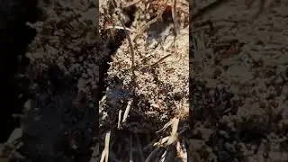 Killer Ant- if you subscribe , it really helps me out.