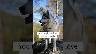 Always Here  #husky #huskies #siberianhusky