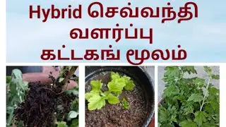 செவ்வந்தி / சாமந்தி வளர்ப்பு | கட்டிங் மூலம் | எது வாங்கலாம் Hybrid / நாட்டு செடி | Chrysanthemum 