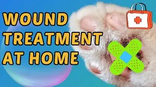 Cat Wound Treatment at Home / Cat Wound Care at Home  / Cat World Academy