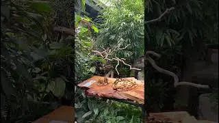 What Happens When You Leave Fruit in a Butterfly House?