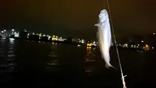 Caught fish with the underwater camera rig - night fishing vlog