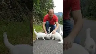 Act of Kindness &mdash; Man Rescues a Persian Cat and Her Kittens in Trouble #cat #rescueeffort