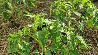 Jak w sposób naturalny wzmocnić Pomidory zaraz po posadzeniu w tunelu