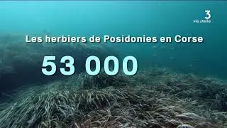 Corse : comment le réchauffement climatique bouleverse la Méditerranée