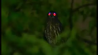Northern boobook - Ninoxe bor&eacute;ale (Ninox japonica)