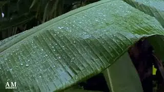 Slept Very Well In Rainy Afternoon | Soft Rain On Banana Leaves | Nature Sounds For Sleep