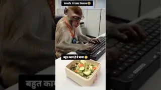 Work From Home 🤣#comedy #monkey #job #funny #shorts #youtubeshorts #foryou #trending