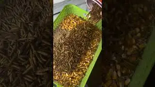 Time to check in the ladies and collect eggs #chickens #eggs #socold #ohio #sassyrootsacres