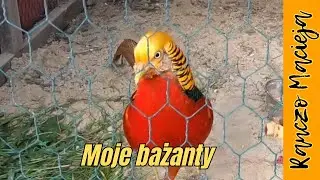 Moje bażanty. Jak rozpoznać po oczach? #306